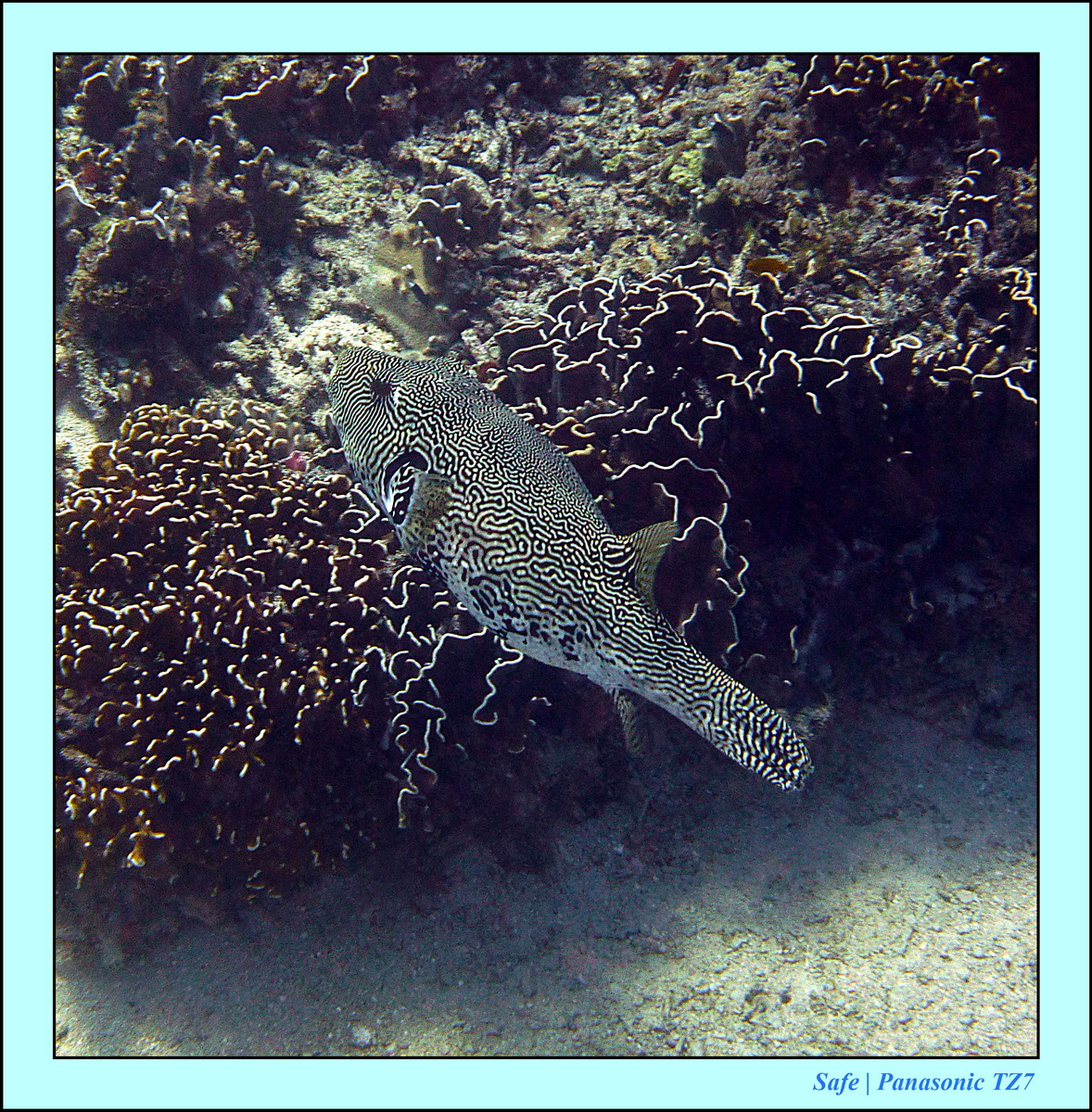 Gili - Snorkeling